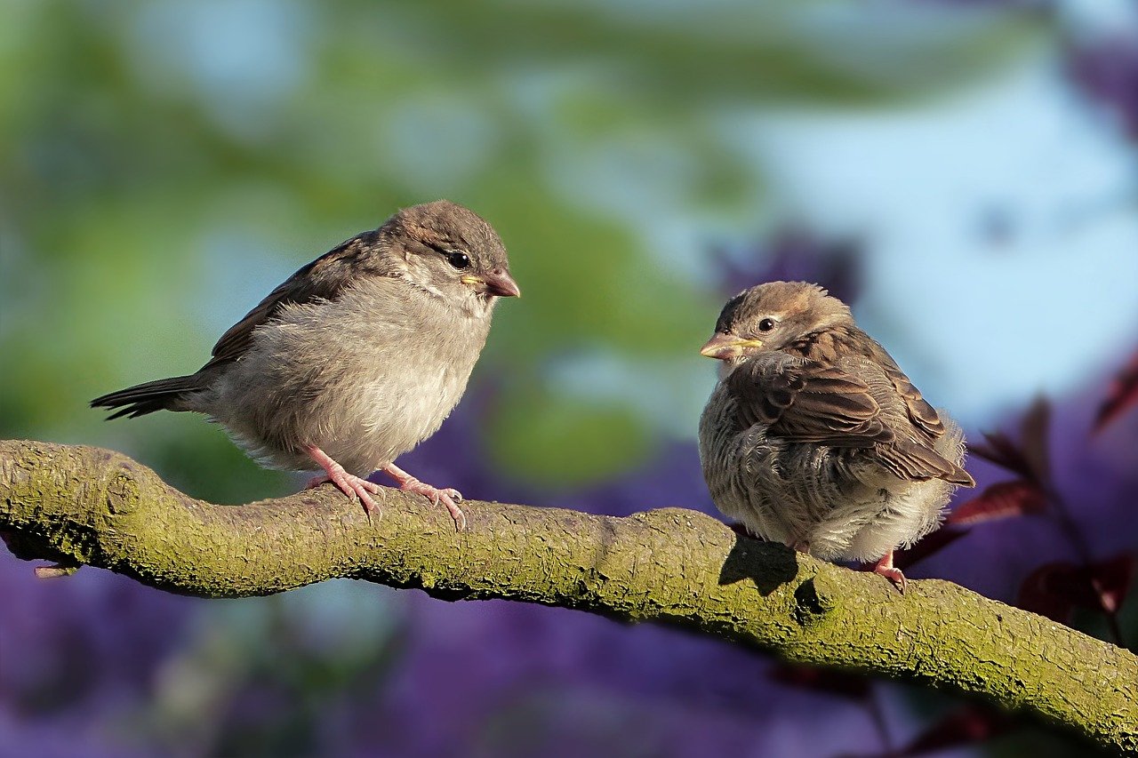 Vogels